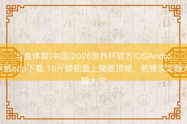 斗鱼体育(中国)2026世界杯官方IOS|Android手机app下载 15斤蟒蛇盘上猪圈顶棚,肥猪淡定睡大觉
